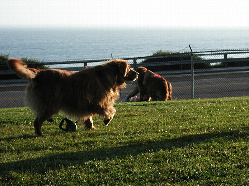 P1010043z-L.jpg