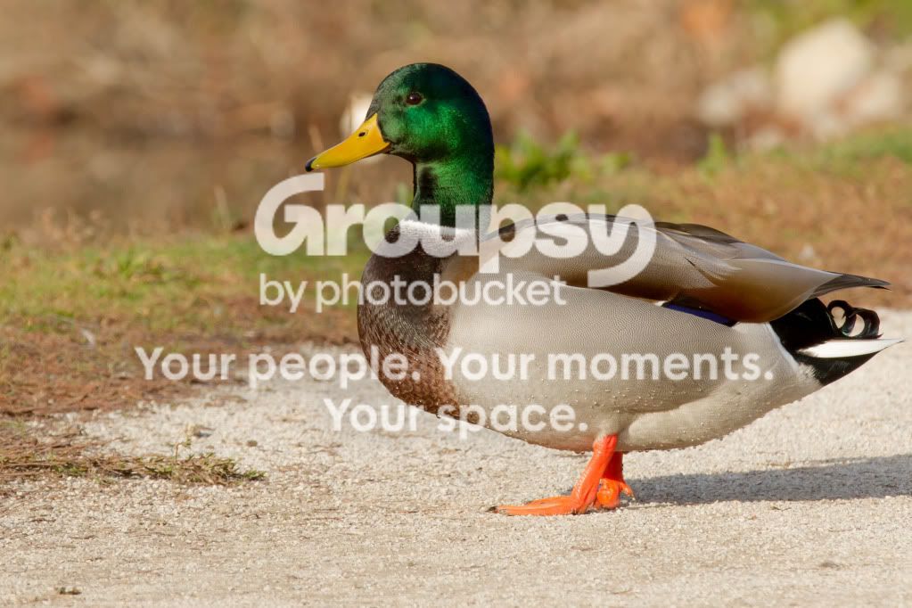 OnShore.jpg