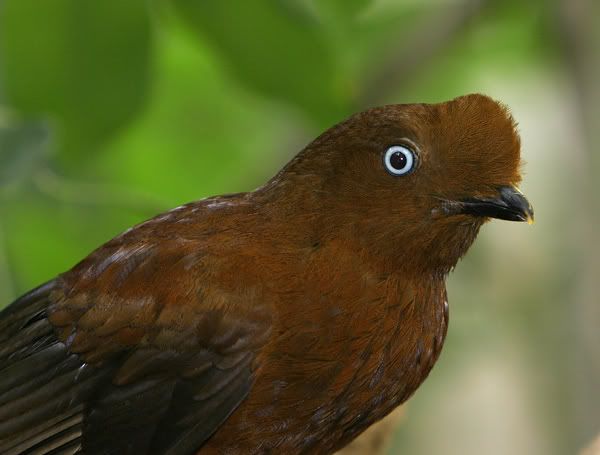 birdbrown.jpg