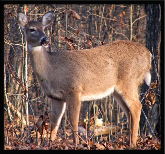 deer4.jpg