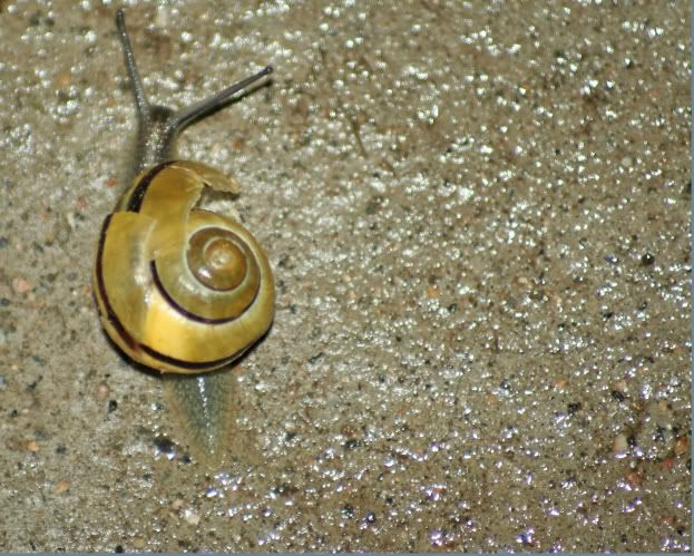 garytheslug1.jpg
