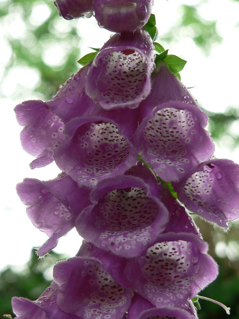 foxglove_by_LeviNifty.jpg