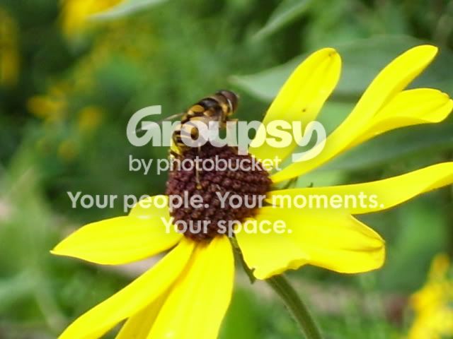 8-27-07Bee.jpg