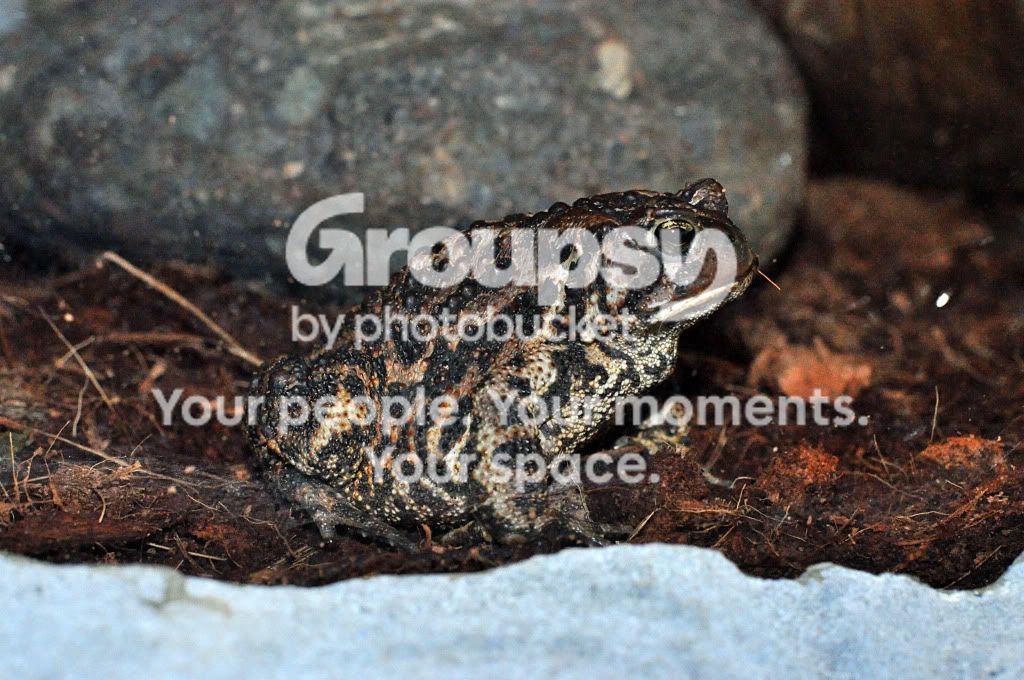 Toad.jpg