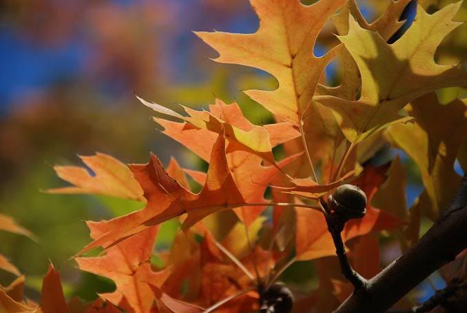 fall.jpg