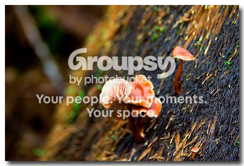 Mushrooms2.jpg