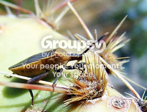 BugOnCactus_01.jpg