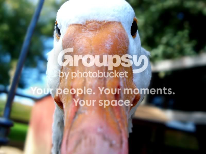 goose.jpg