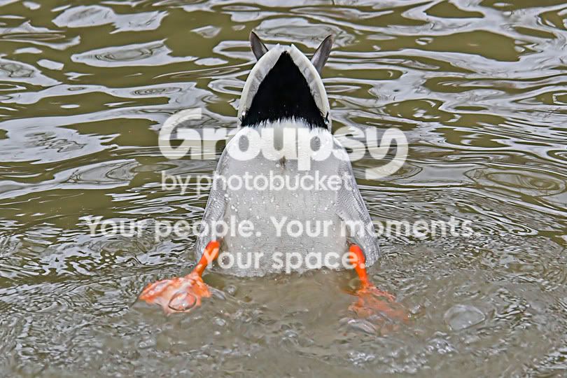 Duckbutt.jpg