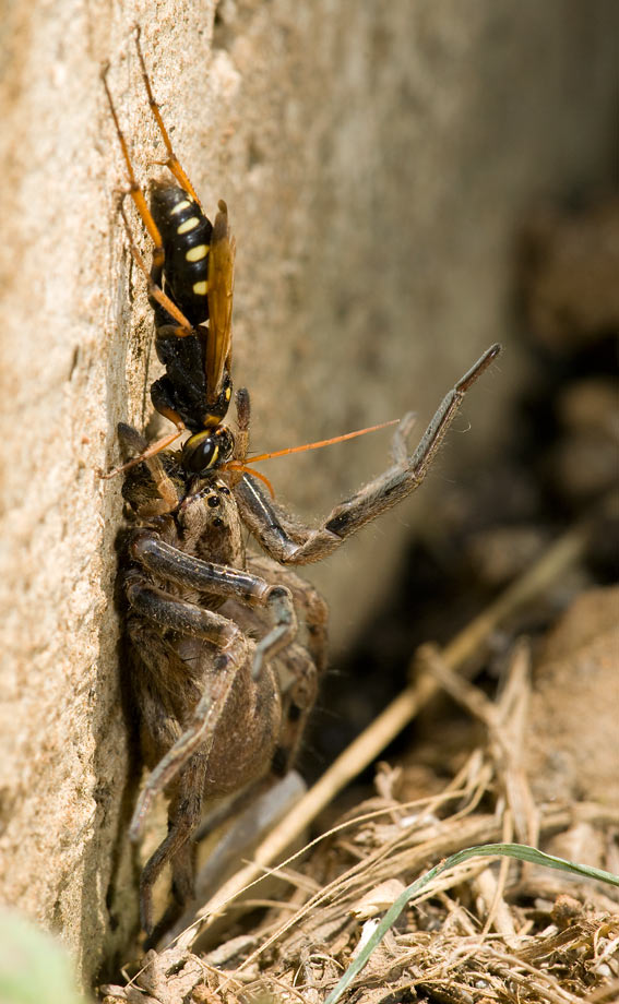 wasp_spider_00.jpg