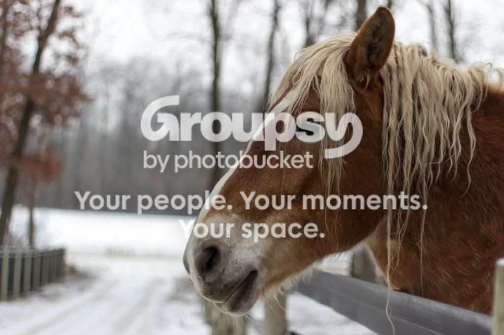Horseoriginalcrop_zpsdeb7951b.jpg