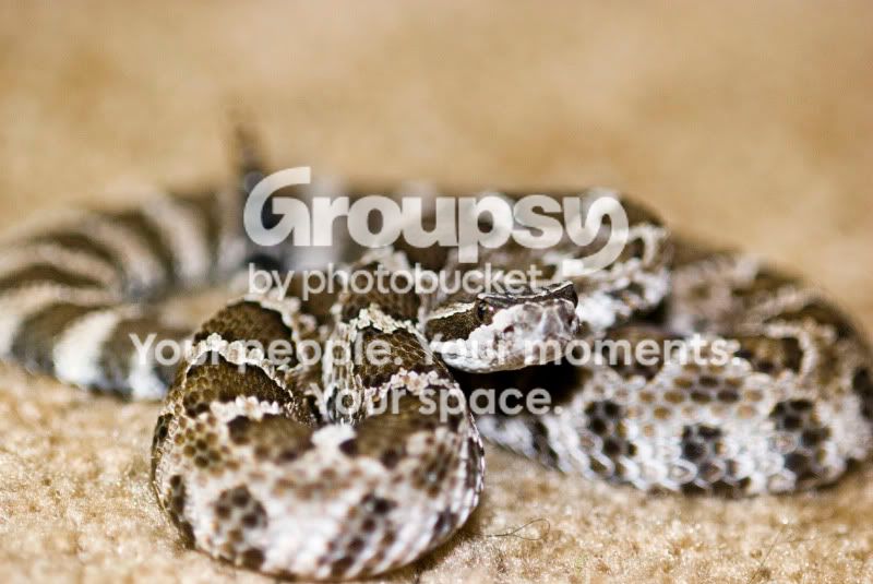 rattler03.jpg