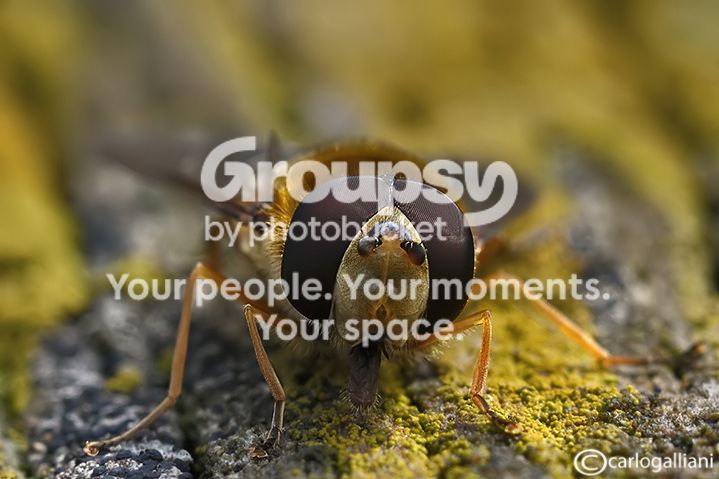 episyrphusbalteatus64.jpg