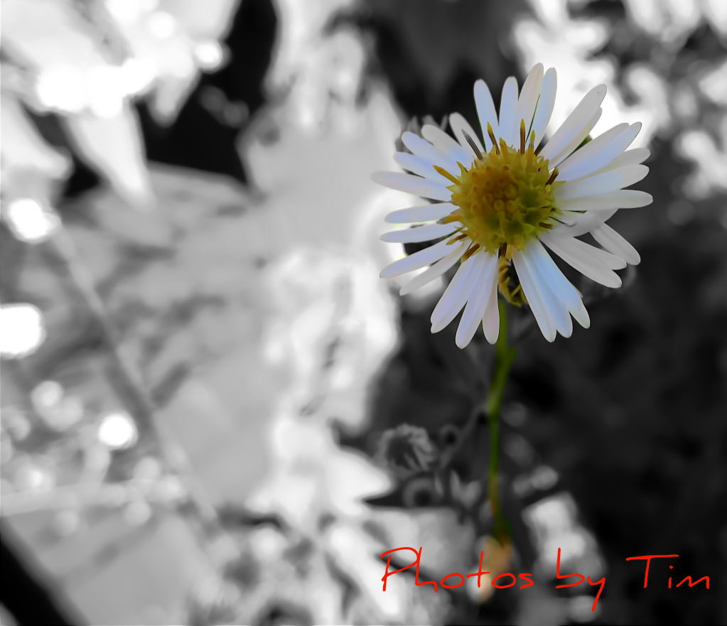 flower-1.png