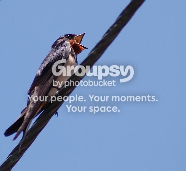 birdy4.jpg