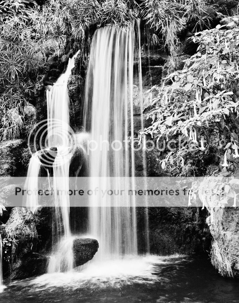 CanonAE-1IlfordXP-231.jpg