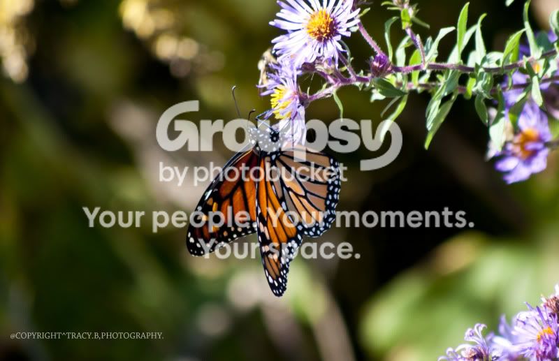 MONARCH.jpg