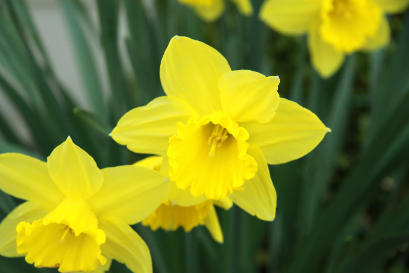Flower.jpg