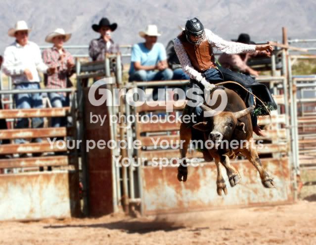 bull2.jpg