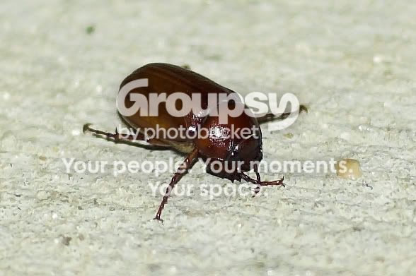 bug1.jpg