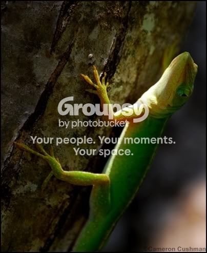 myspace101.jpg