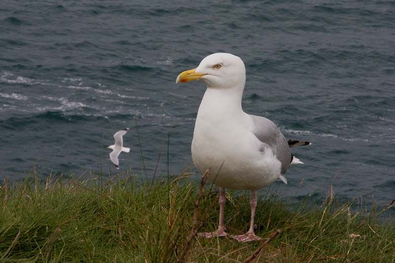 20110513-_MG_1929.jpg