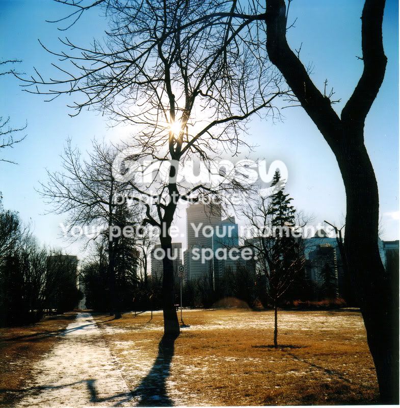 treesun.jpg
