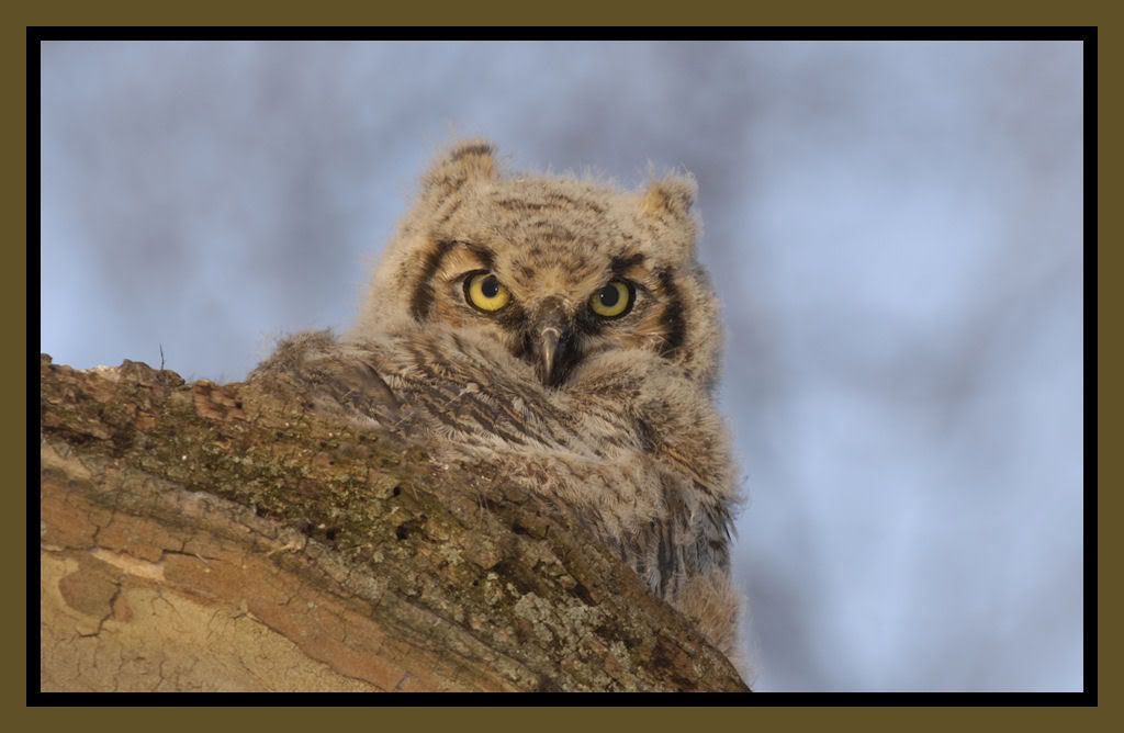 Babyowl5.jpg