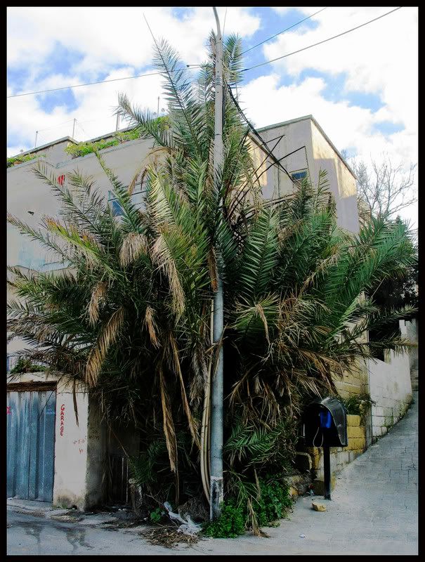 tree2.jpg