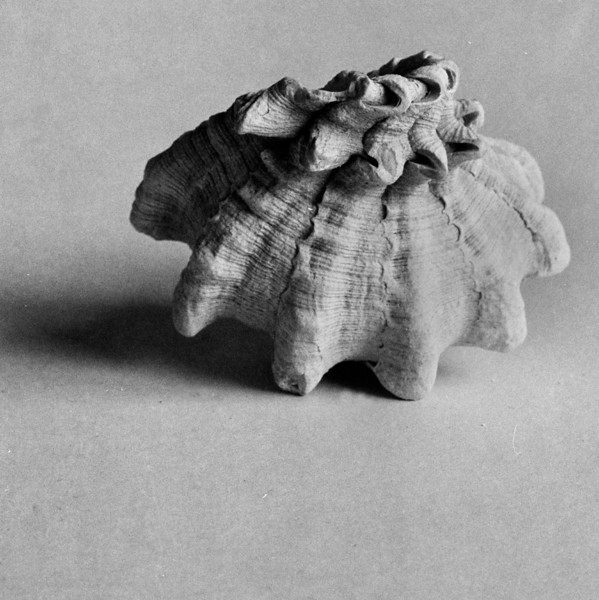Shell3-L.jpg