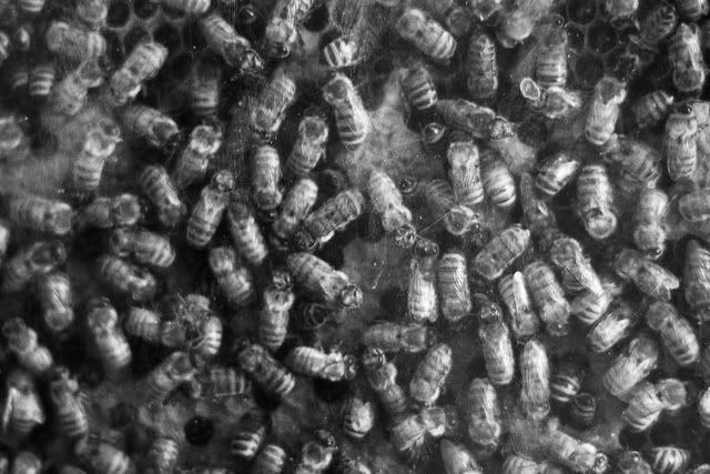 BWbees.jpg