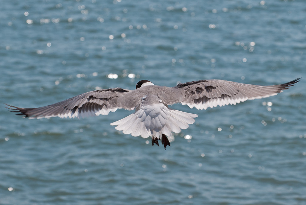 DSC_1997-XL.jpg
