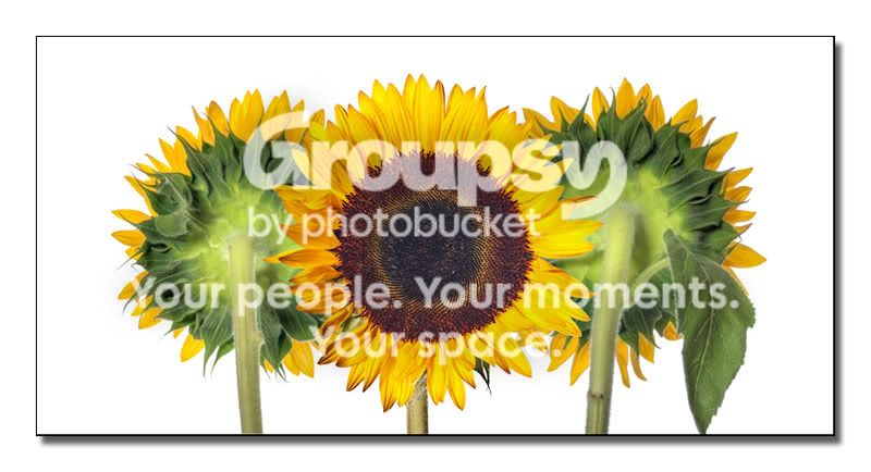 sunflower.jpg