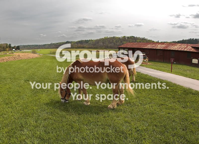 Horses.jpg