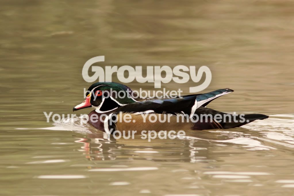 woodduck.jpg