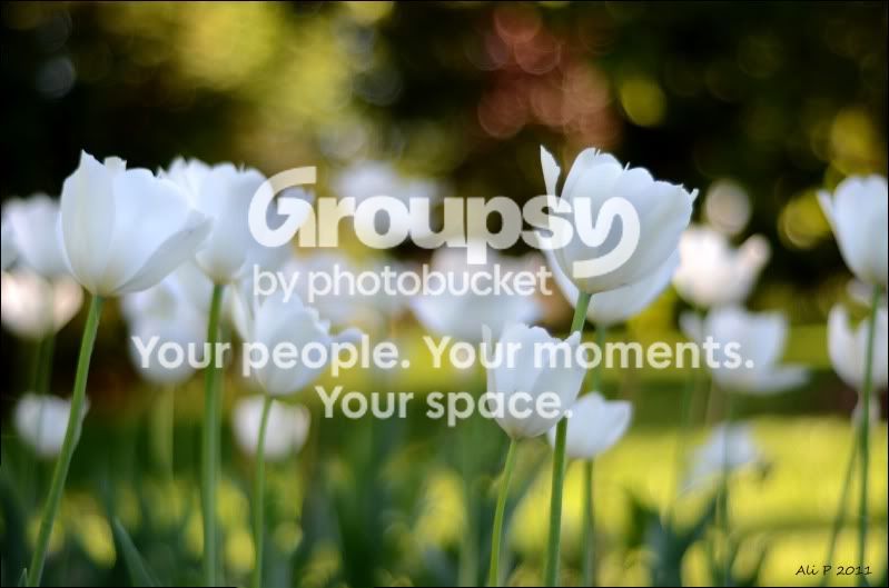 tulips.jpg