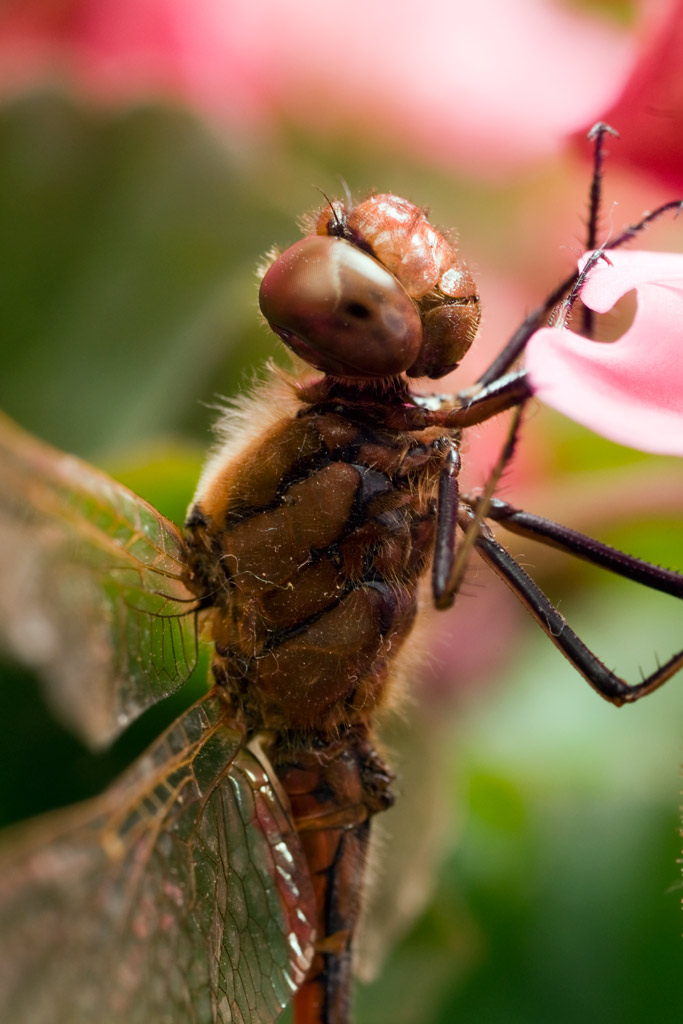 dragonfly_56.jpg