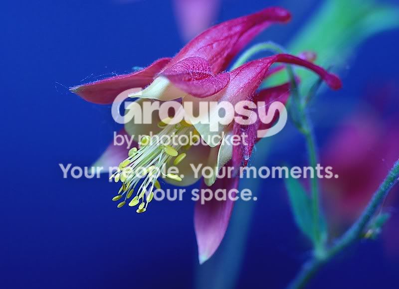 bell_flower1.jpg