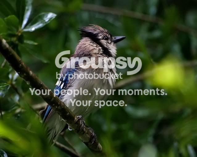 rainy-blue-jay_RS.jpg