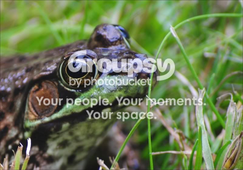 Frog.jpg