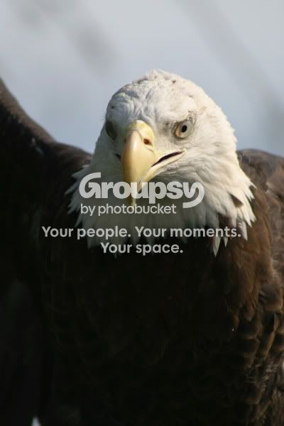 majestic.jpg