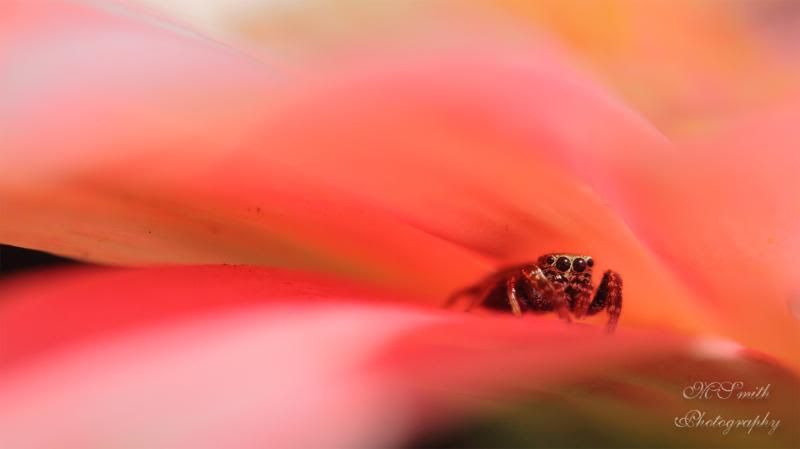 3443Abuginagerberdaisycopy.jpg