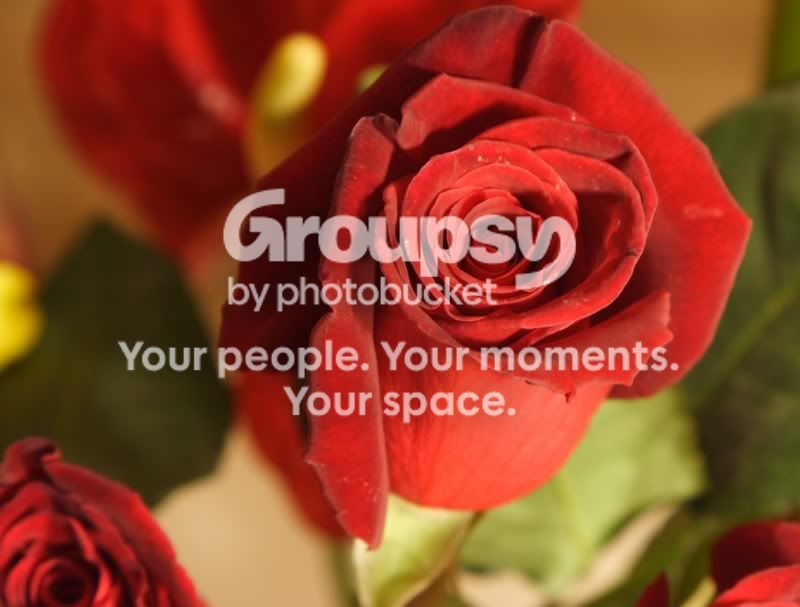 rose.jpg