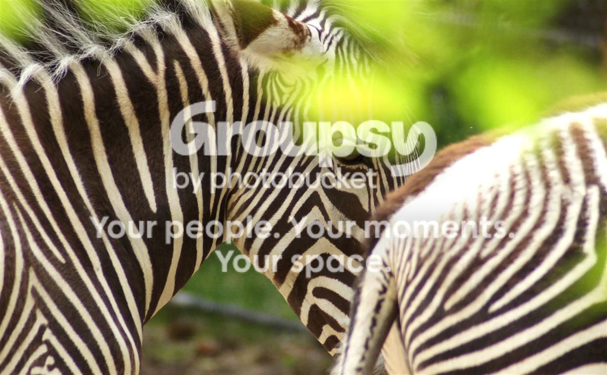 DSC04220modcropMedium.jpg