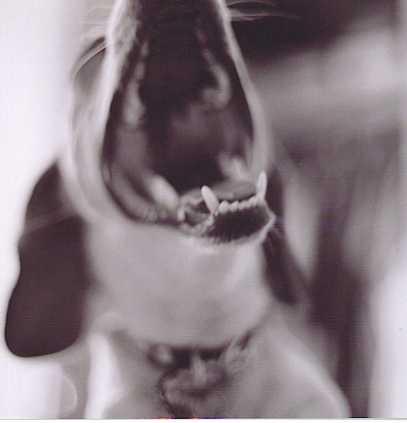 Big_Yawn_by_Kilifila66.jpg