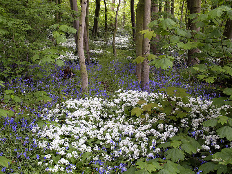Knott%20End%2C%20ramsons%203.jpg