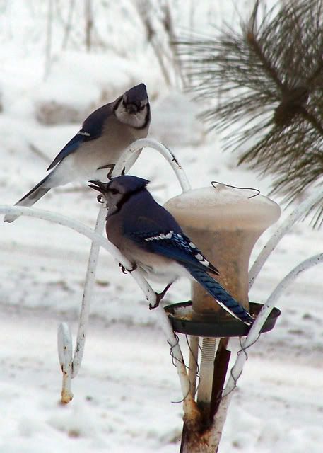 bluejaytwowow.jpg