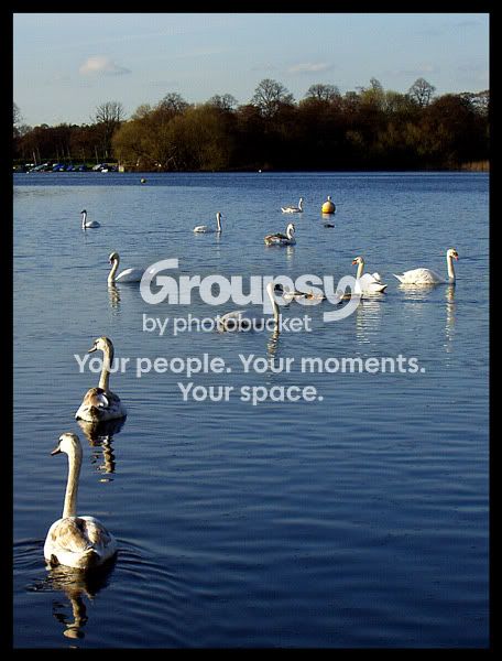 Swan-Lake-1.jpg