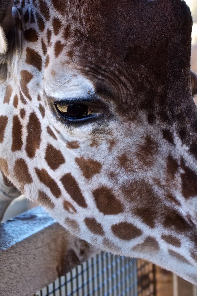 Giraffe.jpg