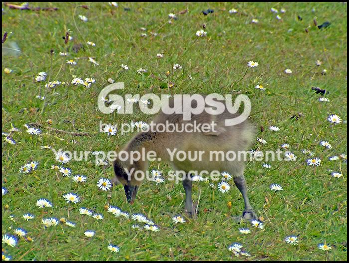 Gosling1.jpg